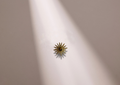 GOLDEN RAY